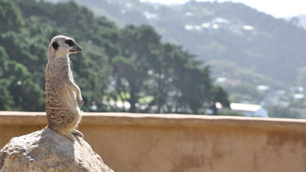 Wellington Zoo som viser venlige dyr og dyr fra zoologisk have