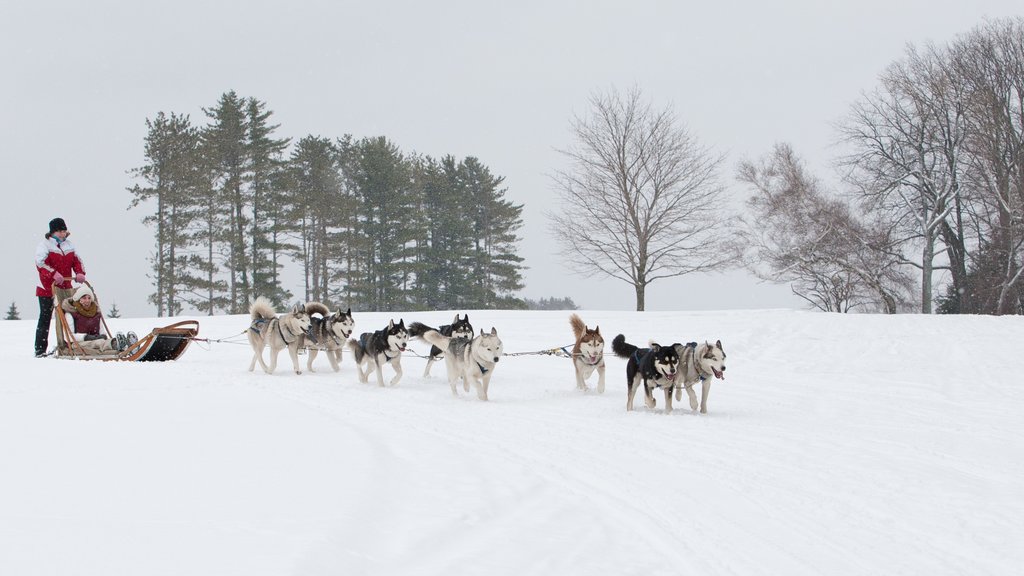 Poconos showing snow, dog sledding and cuddly or friendly animals