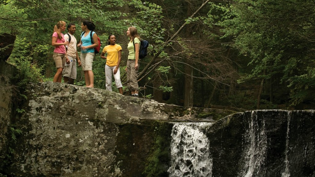 Poconos which includes a cascade, forest scenes and hiking or walking