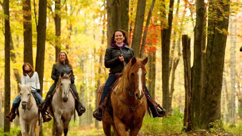 Poconos ofreciendo colores de otoño, pasos a caballo y animales terrestres