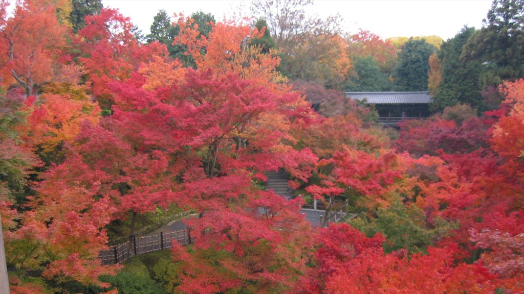 Temple Tōfuku-ji qui includes forêts et couleurs d\'automne