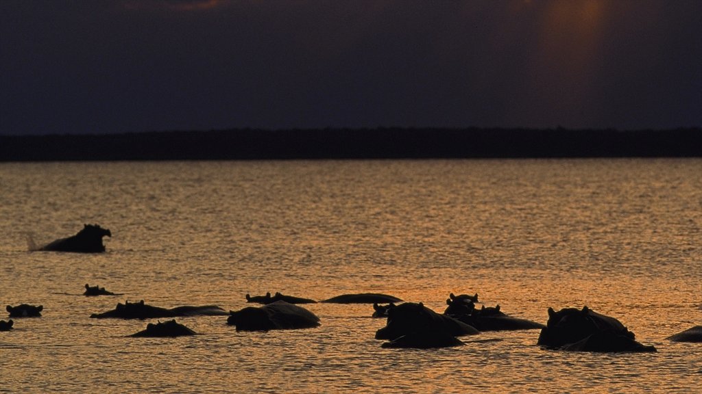 Estuario y parque nacional de las marismas de Santa Lucía que incluye un lago o abrevadero, animales terrestres y una puesta de sol