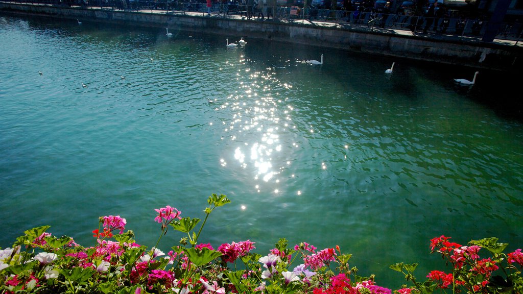 Gamlebyen i Lucerne fasiliteter samt elv eller bekk, innsjø og blomster