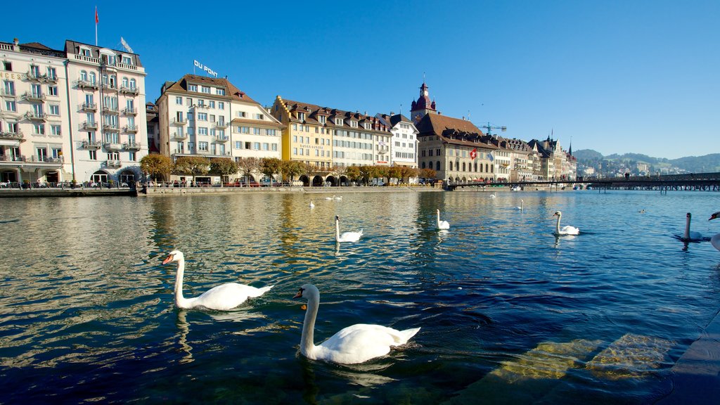 Centre historique de Lucerne mettant en vedette rivière ou ruisseau et vie des oiseaux