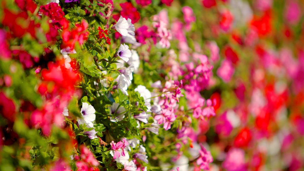 Old Town Lucerne which includes flowers and a park