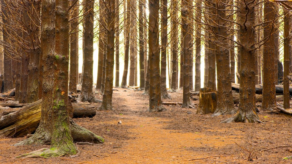 Barrington Tops -kansallispuisto joka esittää puutarha, metsänäkymät ja rauhalliset maisemat