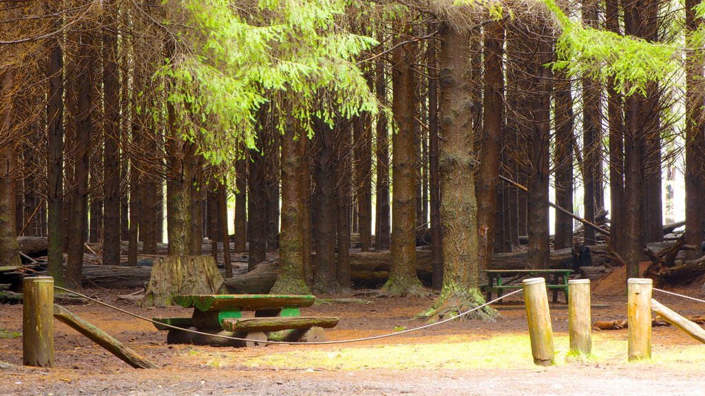 Barrington Tops National Park showing a garden and forests