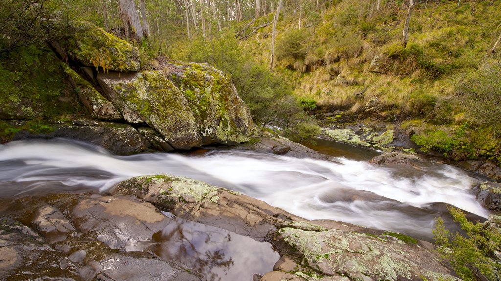 Barrington Tops National Park caracterizando florestas, um rio ou córrego e cenas tranquilas