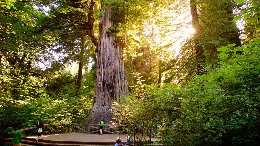 Big Tree Wayside which includes a sunset and forest scenes