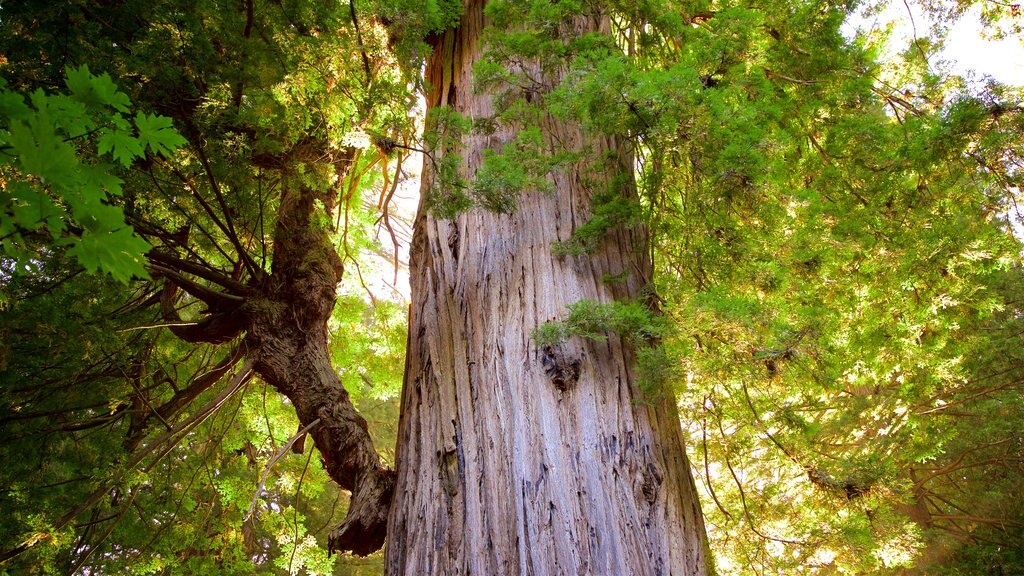 Big Tree Wayside which includes forest scenes