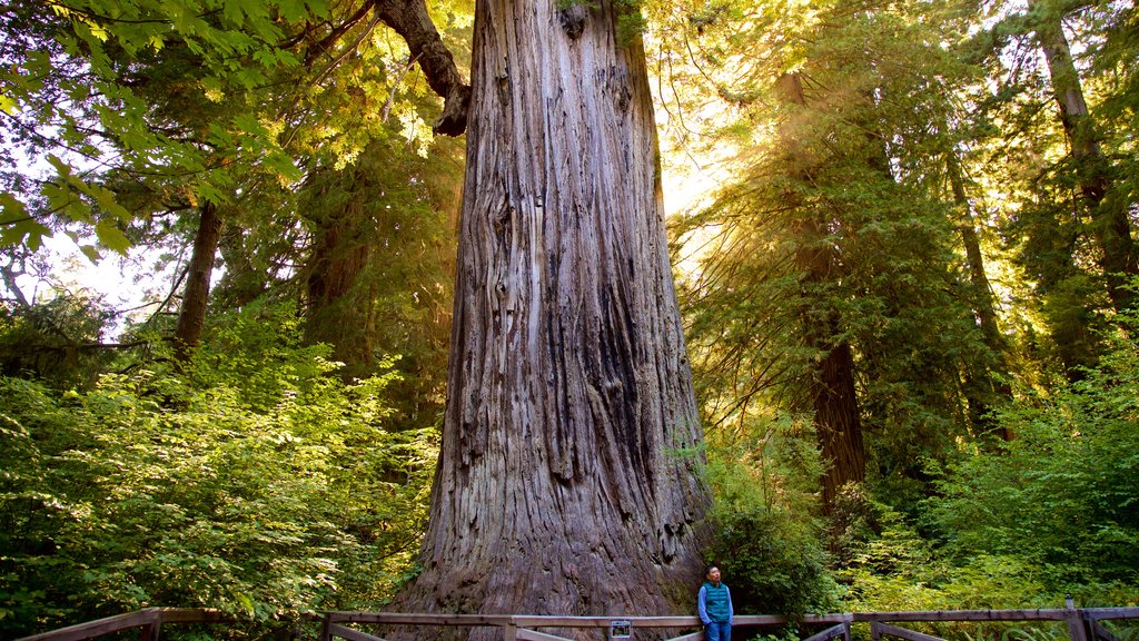 Big Tree Wayside mostrando una puesta de sol y bosques y también un hombre