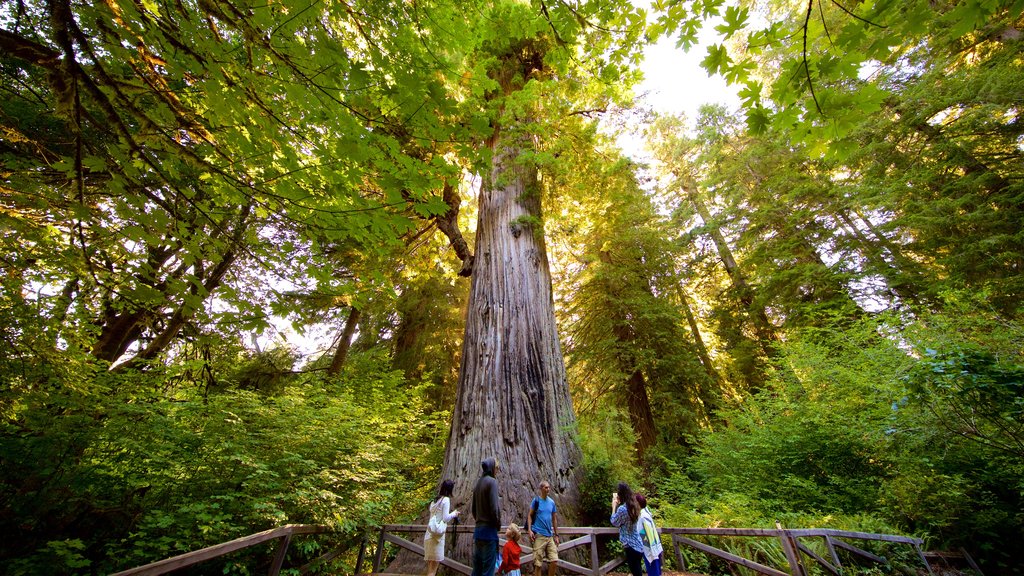 Big Tree Wayside mostrando imágenes de bosques y un atardecer y también un pequeño grupo de personas