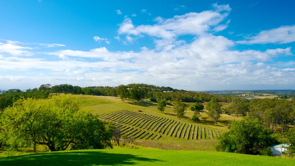 Audrey Wilkinson Winery which includes tranquil scenes, farmland and landscape views