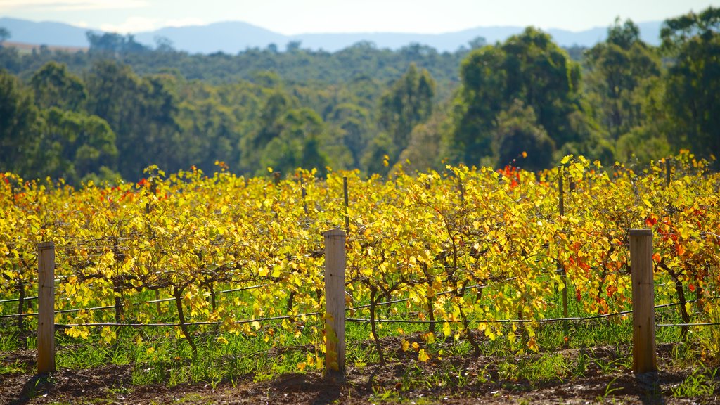 Pokolbin which includes farmland and landscape views