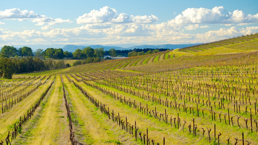 Pokolbin montrant paysages et terre agricole