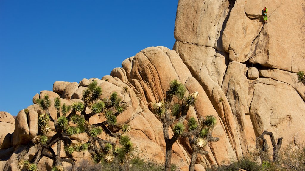 Intersection Rock which includes a gorge or canyon