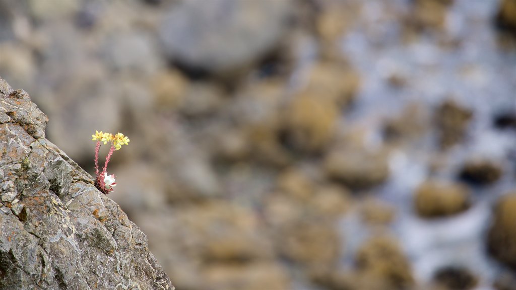 Point d’observation Klamath River Overlook montrant fleurs sauvages