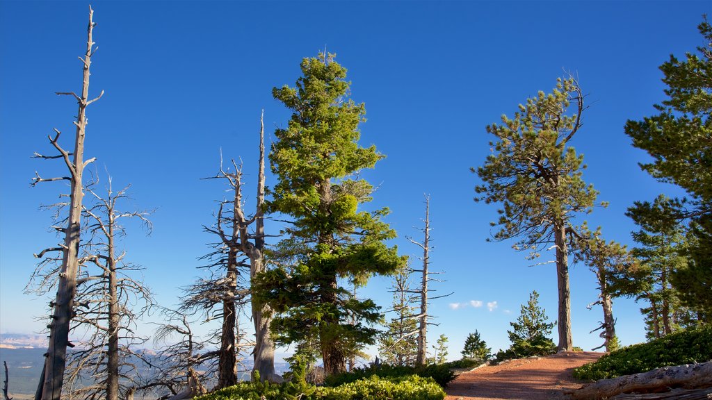 Bristlecone Loop qui includes scènes tranquilles