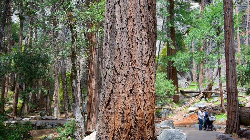 Lower Yosemite Falls which includes forest scenes as well as a small group of people