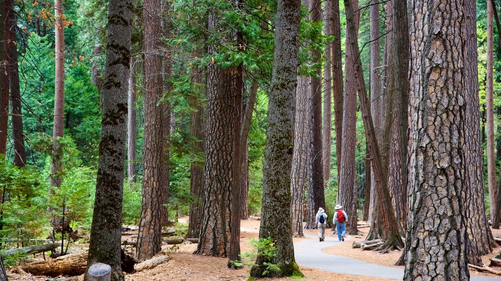 Cascada inferior de Yosemite ofreciendo un jardín y bosques y también una pareja