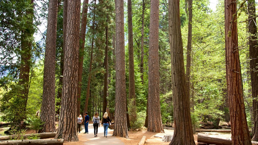 Lower Yosemite Falls featuring forest scenes and a park as well as a small group of people