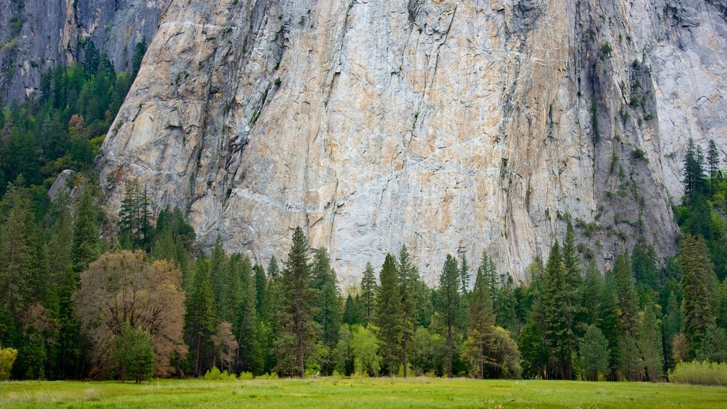 El Capitan Meadow showing mountains and a park