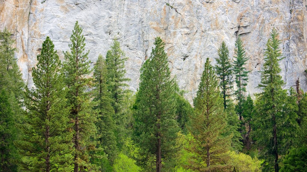 El Capitan Meadow que inclui florestas e um desfiladeiro ou canyon