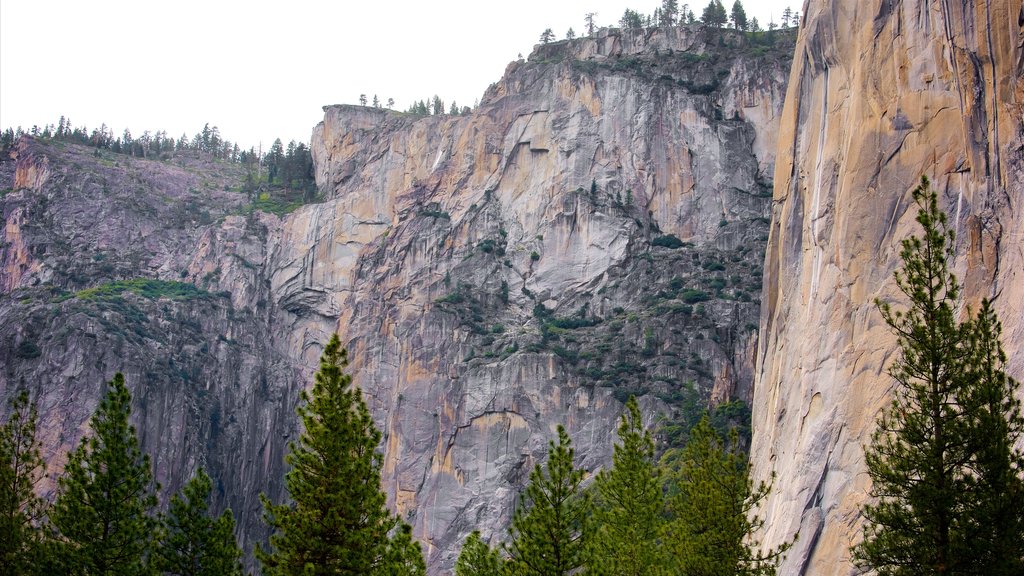 El Capitan Meadow showing a gorge or canyon