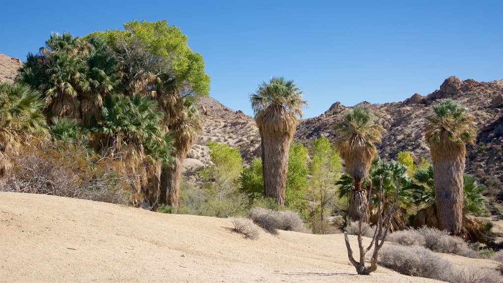 Cottonwood Springs featuring desert views