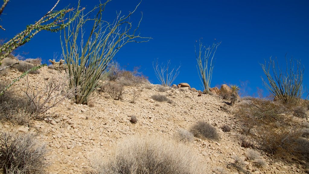 Cottonwood Springs showing desert views