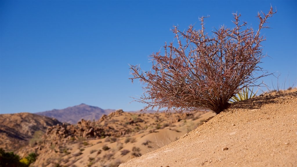 Cottonwood Springs showing desert views