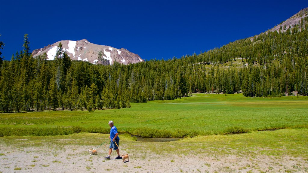 Campo Upper Meadow mostrando animales tiernos y escenas tranquilas y también un hombre