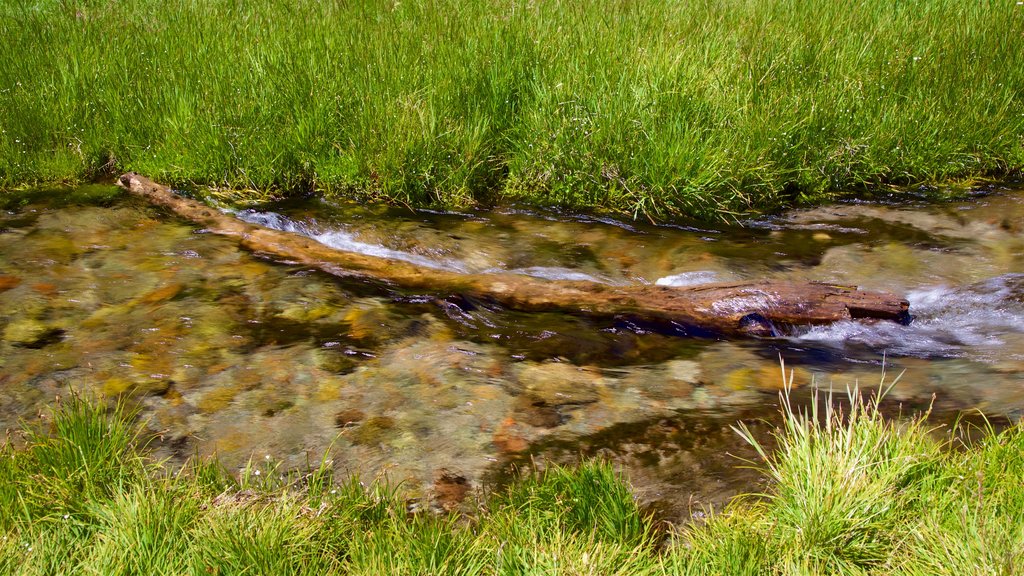 Upper Meadow showing a river or creek