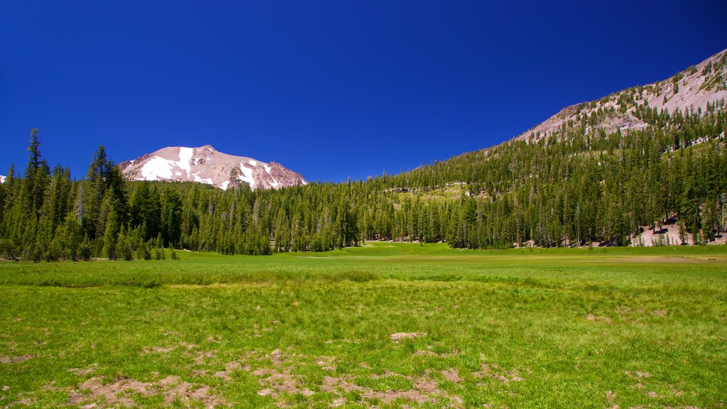 Upper Meadow som viser fredfyldte omgivelser