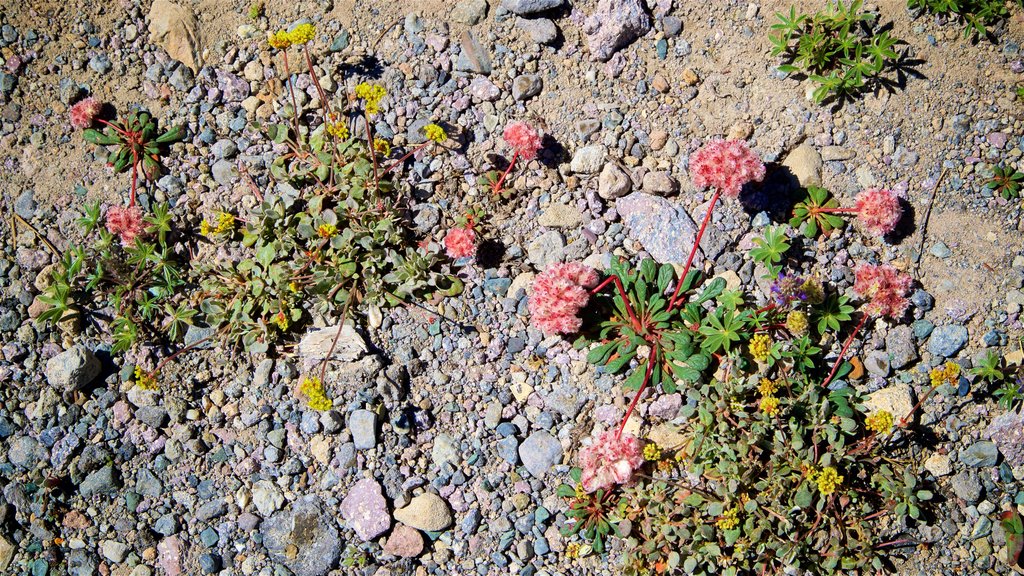 Upper Meadow som viser vilde blomster