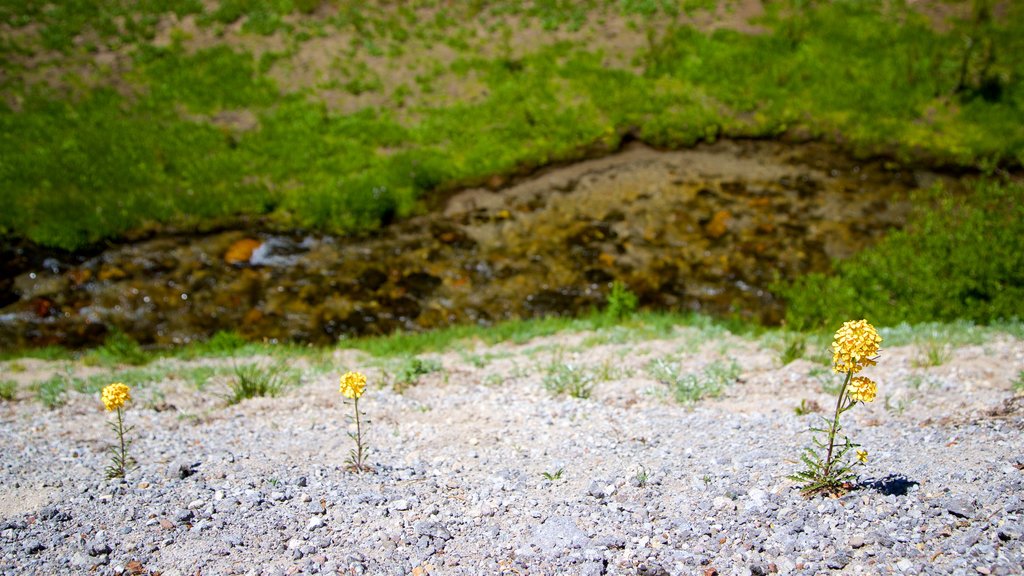 Upper Meadow som viser vilde blomster