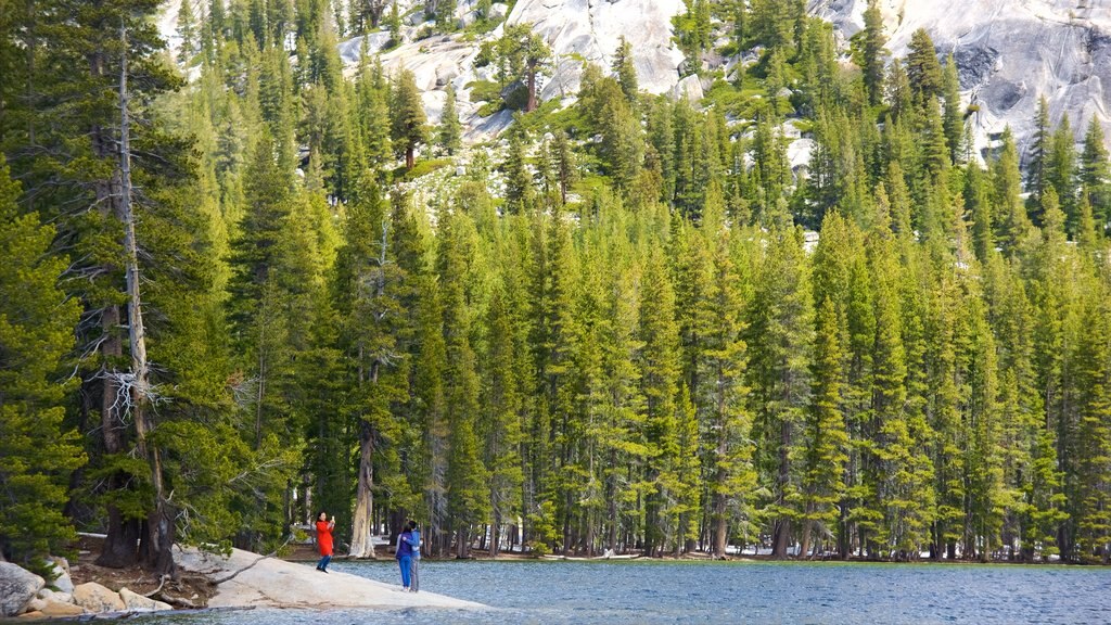 Lago Tenaya que incluye imágenes de bosques y un lago o espejo de agua y también una pareja