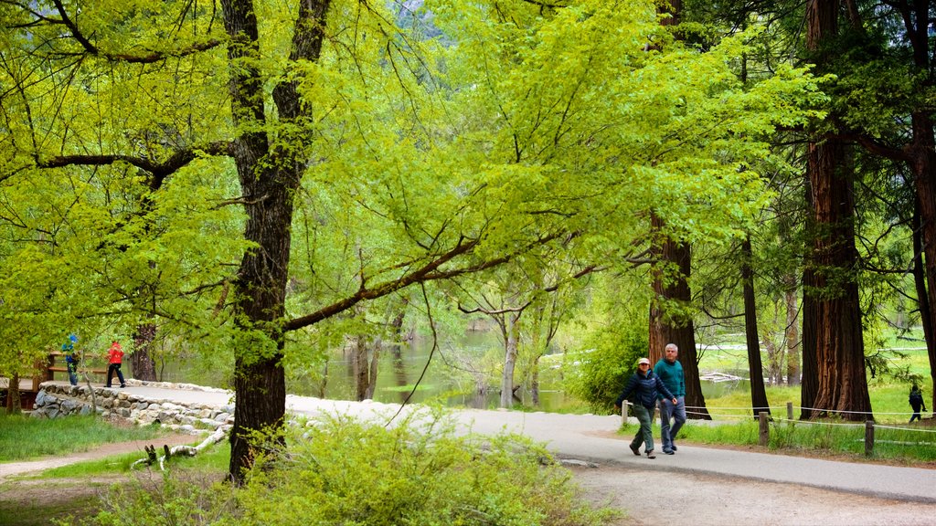 Área de picnic de Swinging Bridge mostrando un parque y también una pareja