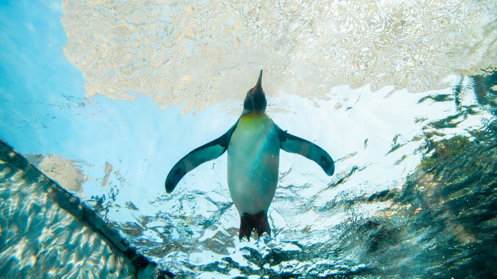 Zoológico de Asahiyama caracterizando vida marinha