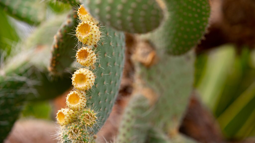 Tropische Botanische Tuin van Hakodate toont wilde bloemen