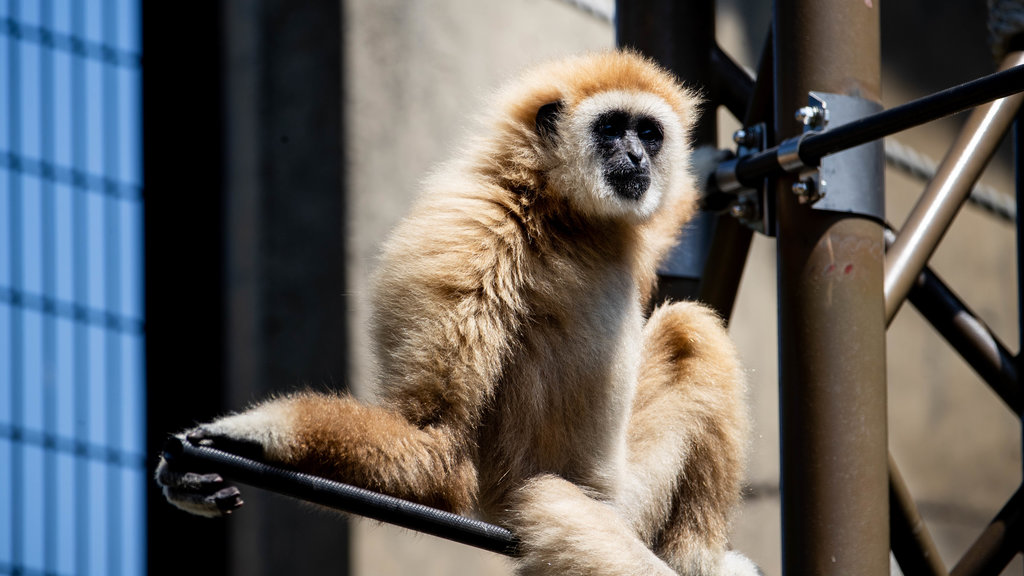 Asahiyama Zoo which includes zoo animals and cuddly or friendly animals