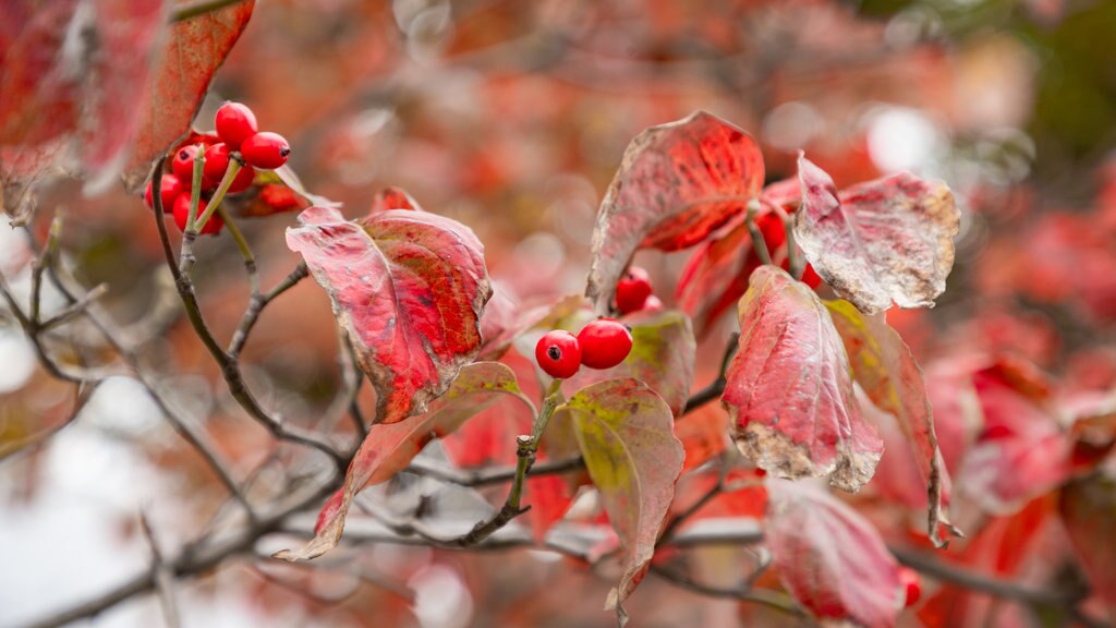 Japón ofreciendo flores silvestres