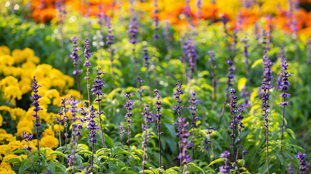 Japón que incluye flores silvestres