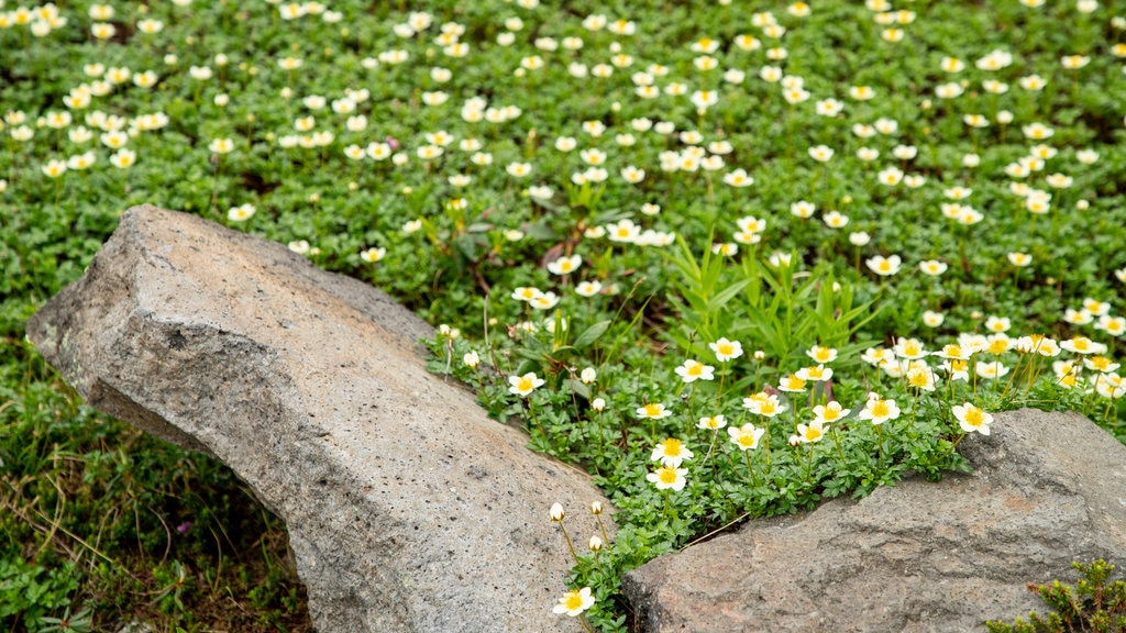 Parque Nacional Daisetsuzan que incluye flores salvajes