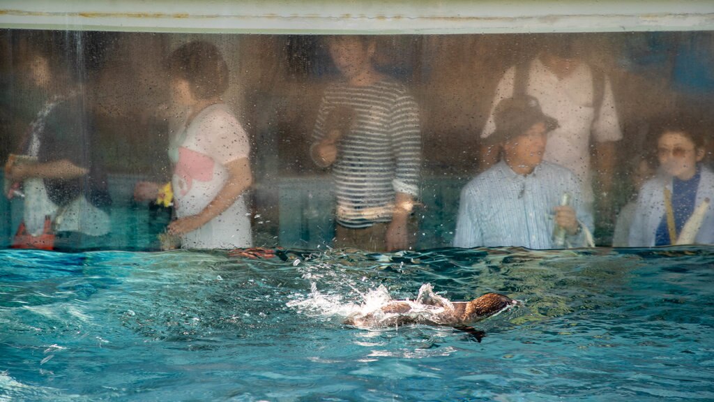 Zoológico de Asahiyama que inclui vida marinha