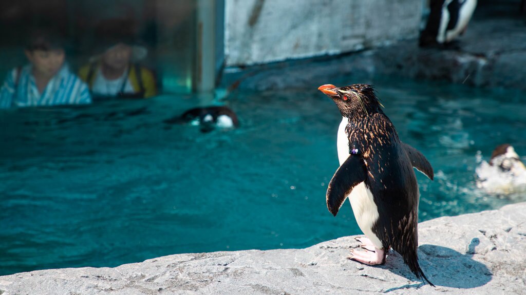 Asahiyama Zoo showing marine life and cuddly or friendly animals