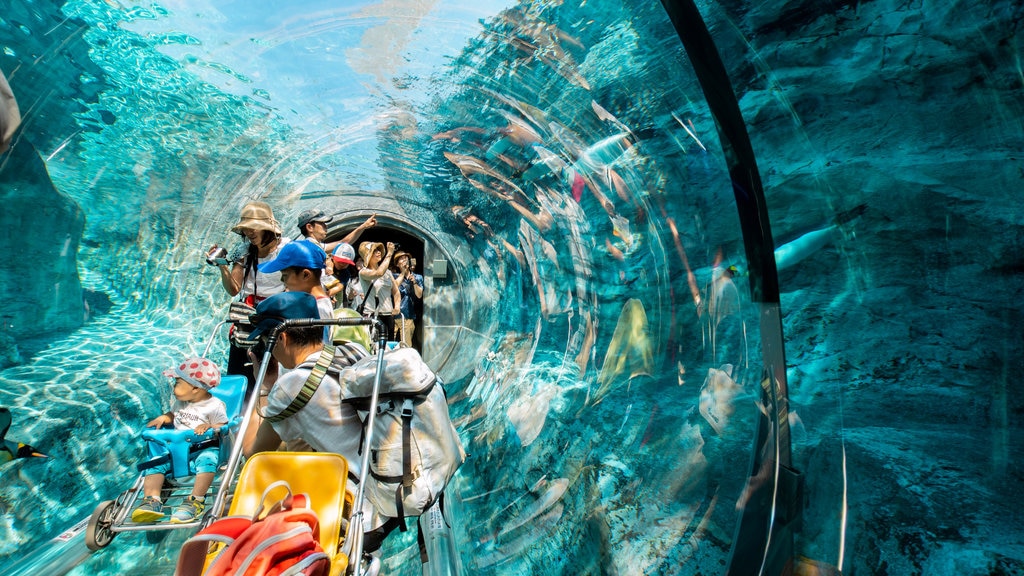 Zoo di Asahiyama mostrando vista interna e animali marini cosi come un piccolo gruppo di persone