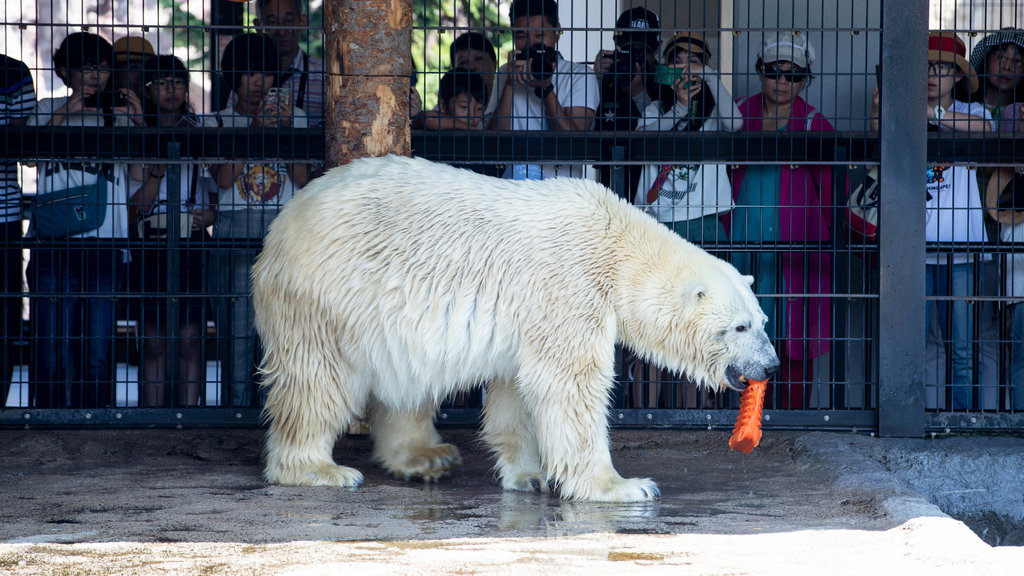 Zoológico de Asahiyama que inclui animais perigosos e animais de zoológico