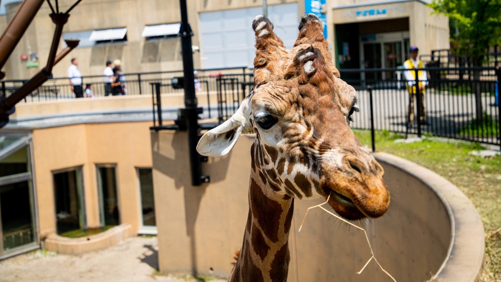 Zoo de Asahiyama ofreciendo animales del zoológico y animales terrestres