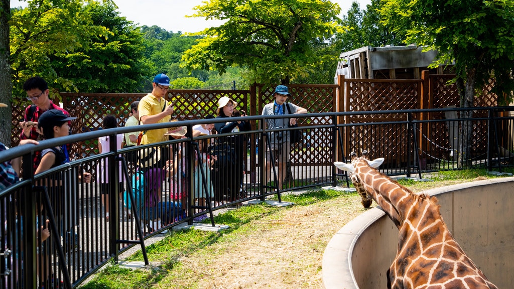 Zoo de Asahiyama ofreciendo animales de zoológico y animales terrestres y también un pequeño grupo de personas